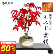 【半額★スーパーSALE】5,480円⇒2,740円！盆栽 もみじ ハケメ丸鉢 ミニ盆栽 紅葉 モミジ 山もみじ ミニ …