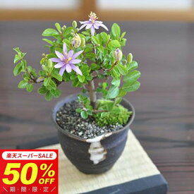 【半額★スーパーSALE】7,958円⇒3,979円！盆栽 睡蓮木 ミニ盆栽 スイレンボク 信楽焼つぼ鉢 花の咲く盆栽 趣味 初心者 室内 鑑賞 卓上盆栽 花もの盆栽 鉢花 長く花を楽しめて育てやすい盆栽 すいれんぼく 花盆栽 盆栽妙 敬老の日