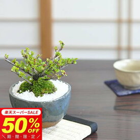 【半額★スーパーSALE】9,289円⇒4,644円！盆栽 ベニシタン 紅紫檀 ミニ盆栽 実のなる盆栽 ミニサイズ 花もの 実もの 趣味 初心者 室内 鑑賞 卓上盆栽 べにしたん 盆栽妙 敬老の日