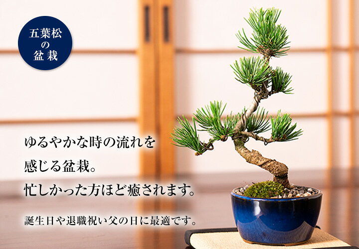 楽天市場】【父の日】盆栽 松 五葉松 樹齢5年 ミニ盆栽 初心者 