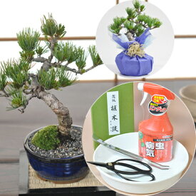 楽天市場 盆栽 入門 セットの通販
