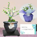 父の日 花 盆栽 長寿梅 白花 天然石の敷板付き【 ミニ盆栽 花 鉢植え bonsai ボンサイ あす楽 お祝い ラッピング メッセージカード オリジナル フラ...