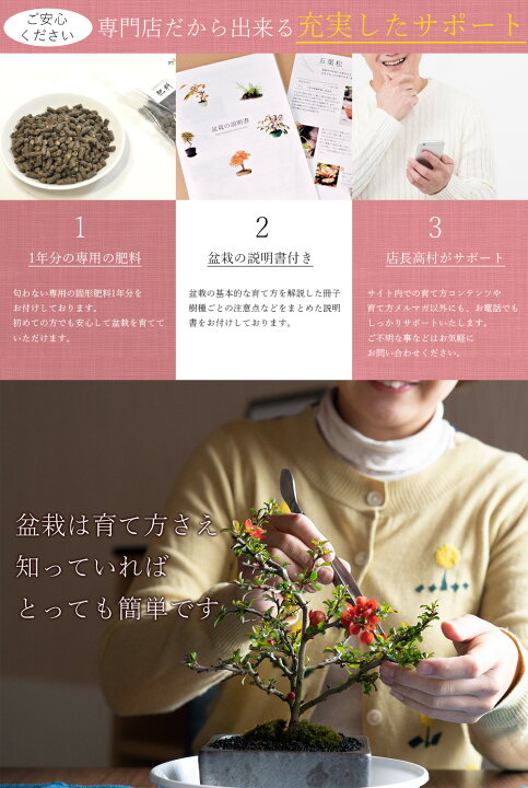 楽天市場 落葉 盆栽 もみじ 出猩々もみじ モミジ 紅葉 ミニ盆栽 もみじ盆栽 Bonsai 初心者 室内 鑑賞 おしゃれ ギフト プレゼント お祝い 誕生日 母の日 父の日 敬老の日 盆栽妙 盆栽妙 楽天市場店