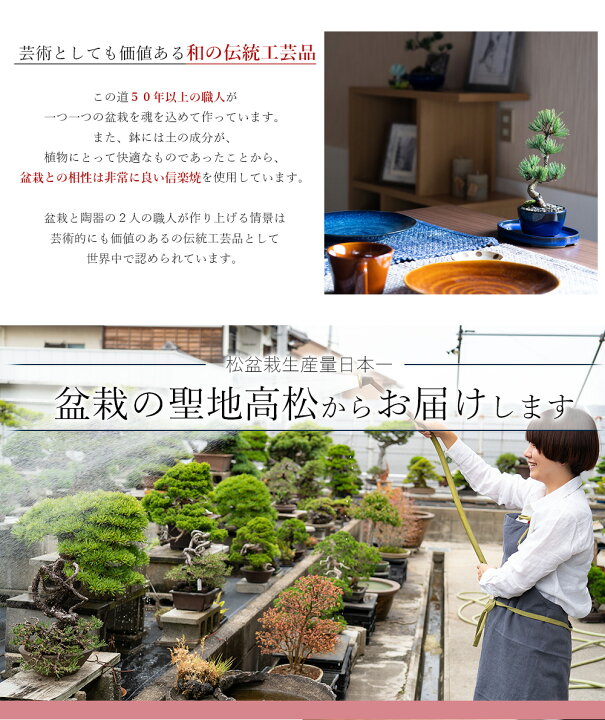 楽天市場】盆栽 真柏 文人 中品盆栽 しんぱく シンパク 盆栽入門 