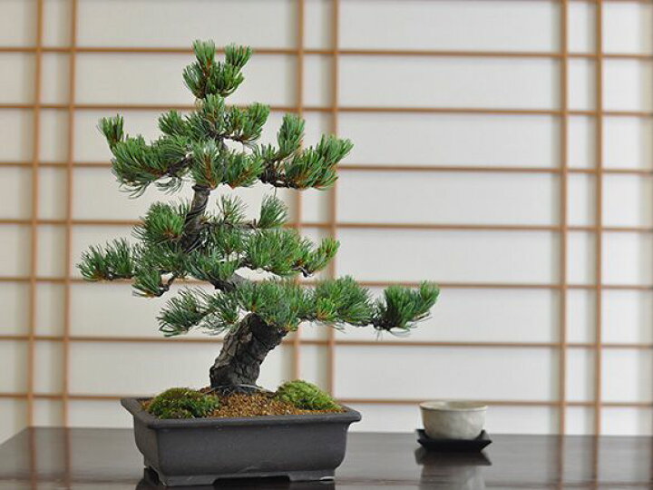 楽天市場】盆栽 松 五葉松 威風堂々 大品 ミニ盆栽 趣味 高級 初心者 