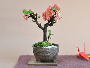 ミニ 盆栽 花の人気商品 通販 価格比較 価格 Com