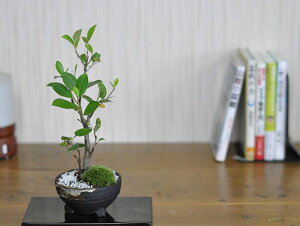 ~ J}cJ ~j~  Ԃ S lC  ӏ a ~ CeAO[ Mtg v[g 蕨  JXj j JX I[v