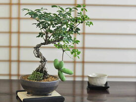 盆栽 白あけびミニ盆栽 ミニ あけび 白アケビ 実ギフト 敬老の日 初心者 bonsai ボンサイ 趣味 和 日本 伝統 文化 アート 園芸 ガーデニング 卓上 プレゼント 開店 開業 祝