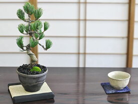 盆栽 松 五葉松 威風凛凛 ミニ盆栽 室内 鑑賞 初心者 和 松盆栽 おしゃれ 卓上盆栽 誕生日 お祝い 退職 開店祝い 周年 結婚 卒業 入学 引越 新築 改装 移転 送別 昇進 長寿祝い 母の日 父の日 敬老の日 両親 夫婦 バレン