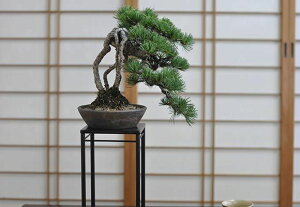 盆栽 根上りの懸崖五葉松【ミニ盆栽 bonsai ぼんさい ごようまつ 高級 ギフト 至高 芸術 職人 松盆栽 】