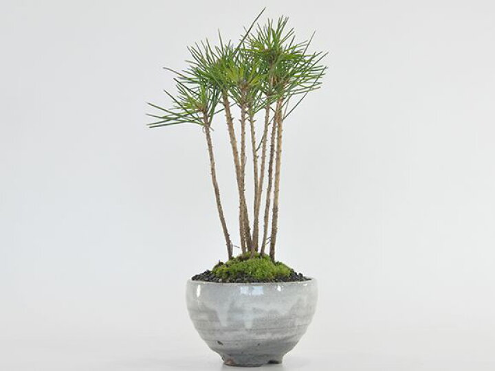 黒松 寄せ植え ガーデニング 送料無料 置物 草花 鉢植え 育て方 肥料 庭 ミニ 観葉植物 インテリア 園芸 グリーン 鉢 松 庭園 枝 植え替え 苔 盆栽