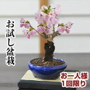 桜 盆栽 お試し チビ桜 ミニ盆栽 盆栽 ランキング1位 ミニ 一才桜 旭山桜 かわいい おしゃれ 初心者 さくら sakura bonsai ぼんさい 鉢植え...