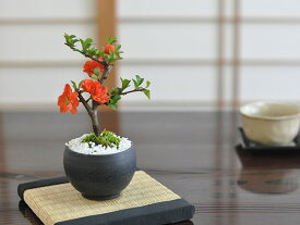 ミニ八重長寿梅 八重の花 盆栽 ミニミニ盆栽 四季咲き ボリューム 豪華 鉢植えギフト 盆栽ギフト 贈り物 ギフト プレゼント 誕生日 父の日 お祝い 退職 結婚 卒業 入学 引越 新築 改装 移転 送別 昇進 長寿祝い 両親 夫婦