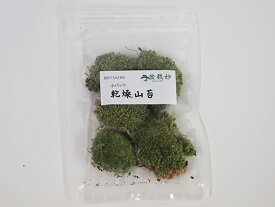 苔 乾燥苔 山苔 パック 苔玉 苔テラリウム 苔盆栽 コケリウム 植物 ビオトープ 庭園