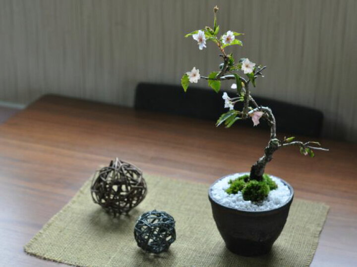 楽天市場】盆栽 桜 ミニ桜 十月桜 ミニ盆栽 金彩鉢 桜のモダン盆栽 