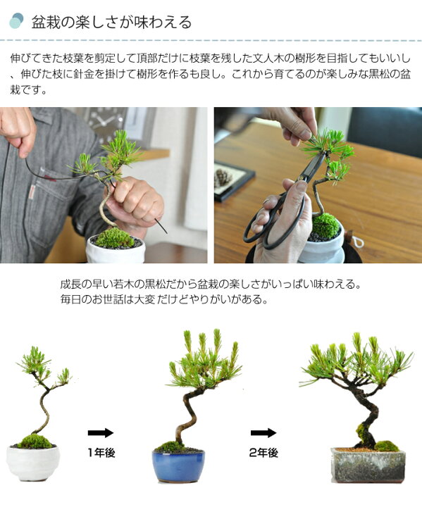楽天市場】盆栽 松 黒松 ミニ盆栽と初心者道具のセット 松盆栽 本格 