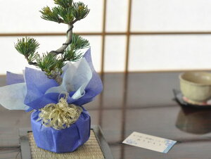バレンタインの盆栽 気軽にはじめられるお手頃な松盆栽【盆栽 ミニ盆栽 鉢植】