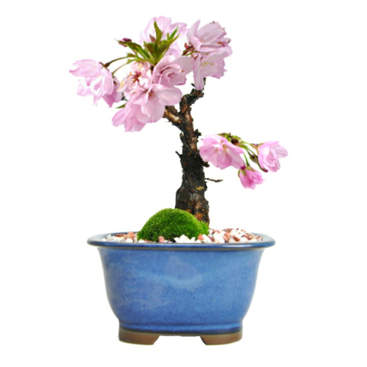 楽天市場 盆栽 訳あり桜盆栽 桜 ミニ盆栽 花盆栽 敬老の日 母の日 ぼんさい Bonsai 開店 お祝い 退職 オリジナル お手頃 鉢植え 観賞 記念日 記念樹 誕生日 盆栽妙 楽天市場店