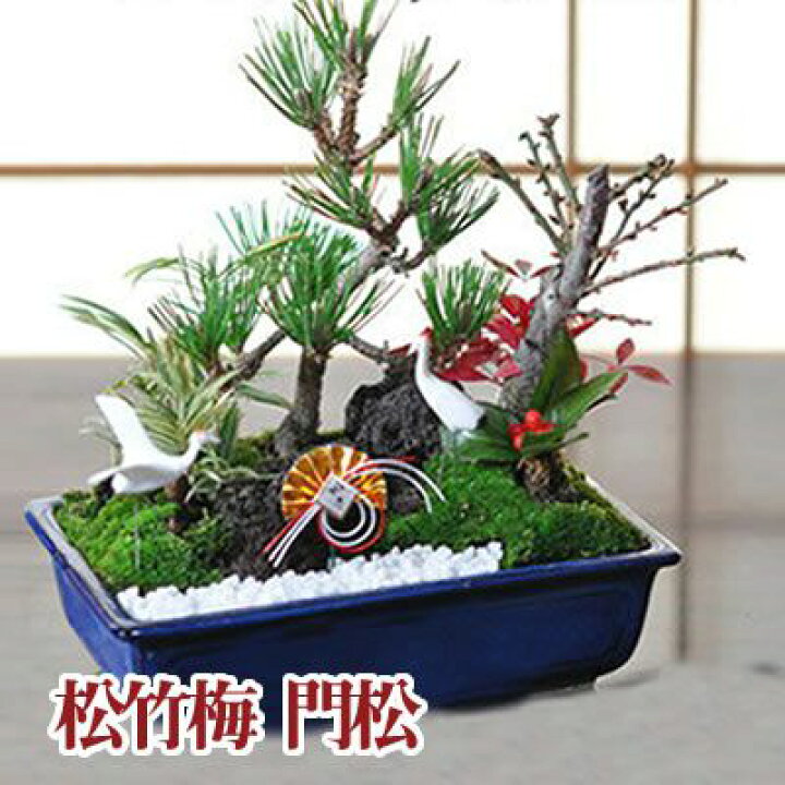 楽天市場】松竹梅 寄せ植え 盆栽 ちょうど良い大きさの7号サイズ 