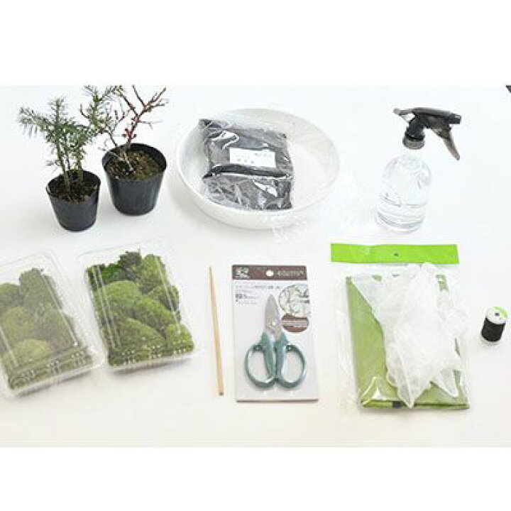 楽天市場 苔玉作りセット 季節の山野草2種類 大人も子供も楽しめる盆栽を作るキット 夏休み 冬休み 自由研究 自由工作 観察日記 植物を育てる 盆栽妙 楽天市場店