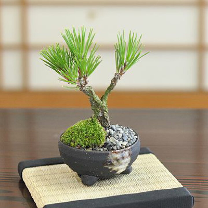 楽天市場】ミニ盆栽 松 錦松 ミニ錦松 信楽焼鉢 ミニミニ盆栽 ミニ松 