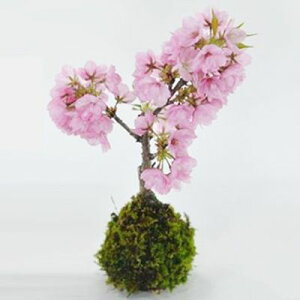  ~ ۋ ~j~ ~j ~j ۖ~ S  ӏ ~ ˍ R bonsai ڂ񂳂 a ̓ j ސE JXj N  w ړ]  i j e vw 
