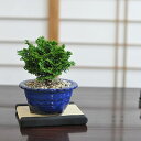 ミニ盆栽 津山檜 ミニミニ盆栽 ミニ檜 bonsai ぼんさい 檜 ヒノキ ひのき 初心者 入門 室内鑑賞 鉢植え プレゼント ギフト 贈り物 ラッピング 誕生日 長寿祝い 賀寿祝い 開店祝い オープン 開業 移転 就任 退職 お祝