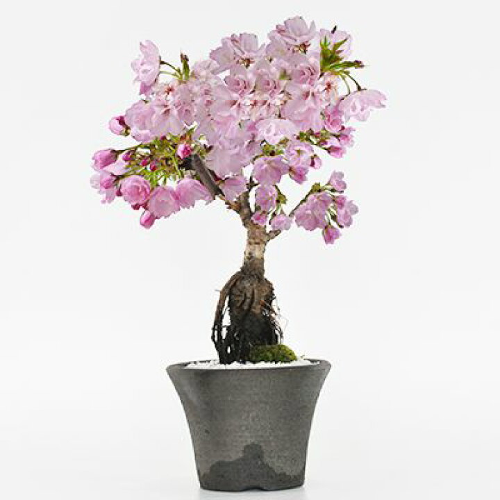 楽天市場】桜 盆栽 ミニ桜 ミニ盆栽 根上がり桜 シック モダン盆栽 桜 