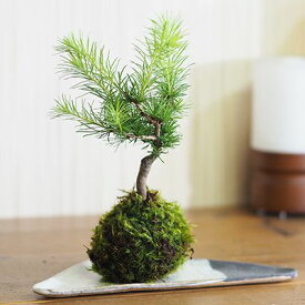 盆栽 松 カラマツの苔玉 ミニ盆栽 松盆栽 唐松 こけだま コケ玉 松の盆栽 プレゼント ギフト 贈り物 室内鑑賞 インテリア かわいい 誕生日 お祝い 長寿祝い 賀寿祝い 開店 開業 引越 退職 母の日 父の日 敬老の日 育て方説明