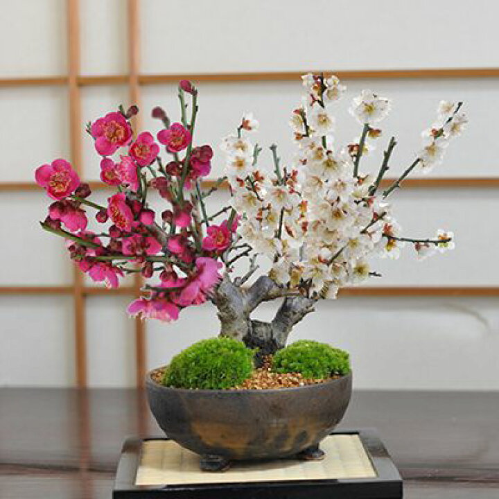 紅梅 盆栽 赤花（盆栽の販売通販（赤花一重咲寒紅梅(8)） 竹ノ花商事 