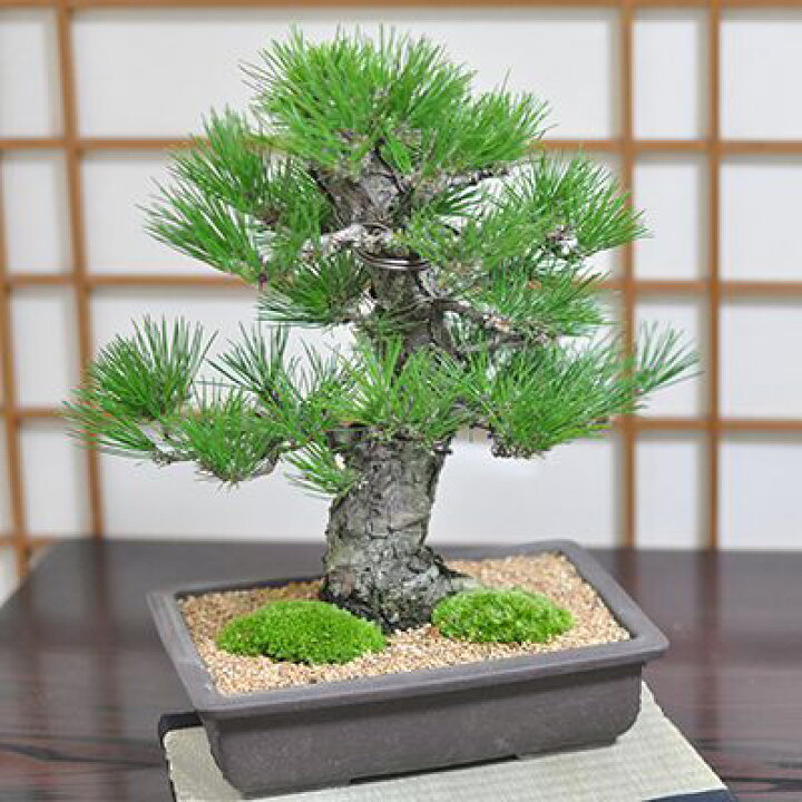 楽天市場】ミニ盆栽 松 黒松 威風堂々 中品 高級 ブランド ミニ盆栽  