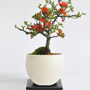 ミニ盆栽 特選 長寿梅 職人仕立てのミニ盆栽 鉢植え ちょうじゅばい 初心者 室内 鑑賞 花 ギフト プレゼント 贈答品 贈答 お祝い 誕生日 開店 オープン 移転 退職 昇進 改装 結婚 内祝い 盆栽ギフト ギフト用盆栽