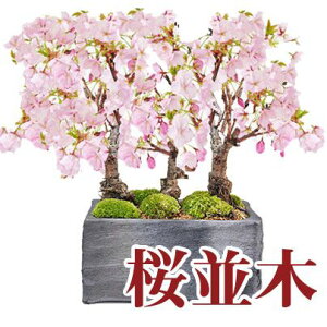 一才桜 盆栽 植木の人気商品 通販 価格比較 価格 Com