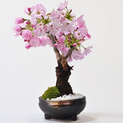 ミニ盆栽 桜 盆栽 植木の人気商品・通販・価格比較 - 価格.com