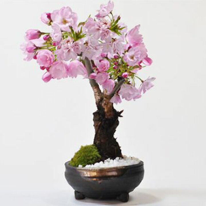 楽天市場 盆栽 桜 ミニ盆栽 ミニ桜 手造り信楽鉢 鉢植え プチ Bonsai ボンサイ さくら 桜盆栽 お祝い 自宅で花見 1才桜 専門店 送料無料 ギフト プレゼント 盆栽 開店 お祝い 退職 ラッピング 母の日 父の日 誕生日 桜特集 盆栽妙 盆栽妙 楽天市場店