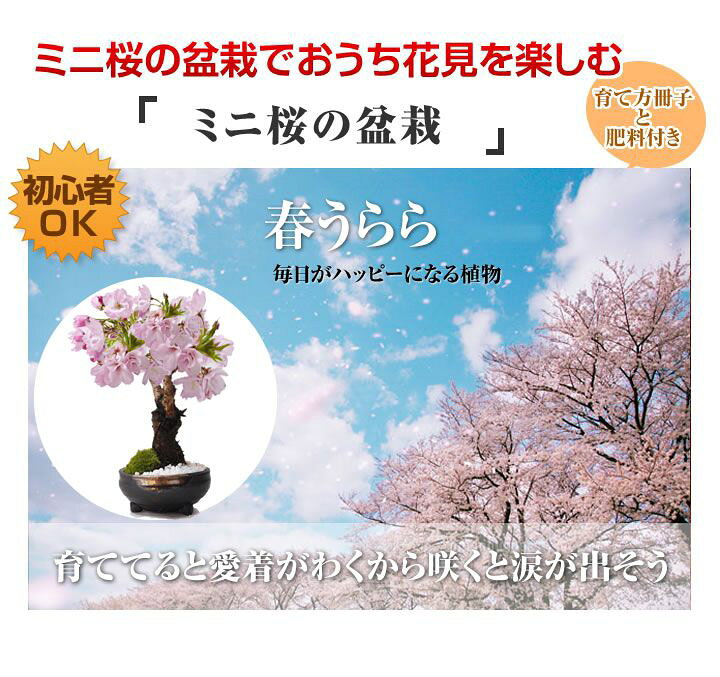 楽天市場 送料無料 桜盆栽 ミニ おうち花見 桜 盆栽 Bonsai ボンサイ さくら ミニ盆栽 旭山桜 花見 開花 満開 鉢植え 園芸 1才桜 専門店 盆栽妙 楽天市場店