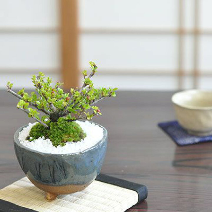 楽天市場 盆栽 ベニシタン 紅紫檀 ミニ盆栽 実のなる盆栽 ミニサイズ 花もの 実もの 趣味 初心者 室内 鑑賞 テーブルプランツ 卓上盆栽 べにしたん 盆栽妙 盆栽妙 楽天市場店