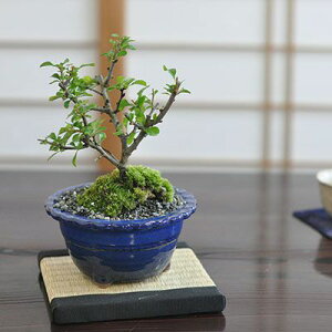 ~ ~ Ԓ~ ~j~ ÏĔ ~j~ ~ S   ӏ ~ ~͖ S bonsai {TC  a { `  A[g | K[fjO  v[