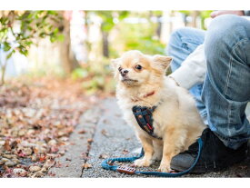 愛犬とジョギングやトレーニングに　EZY　DOG　ロードランナーライト デニム　イージードッグ　【犬/リード/ランニング/散歩】