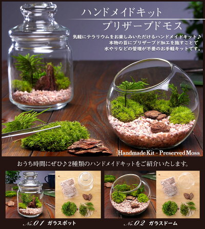 楽天市場 敬老の日 プレゼント ギフト 送料無料 苔 テラリウム キット ハンドメイドキット プリザーブドモス 手作り おしゃれ メッセージカード付き イベントギフトl 21 ｂｕｎｂｕｎ ｂｅｅ