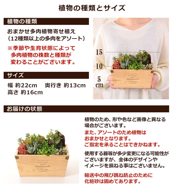 楽天市場 多肉植物 寄せ植え おまかせ多肉アソートm2 送料無料 おしゃれ ブリキ 多肉 観葉植物 インテリア 誕生日プレゼント 誕生日 プレゼント ギフト お祝い ｂｕｎｂｕｎ ｂｅｅ