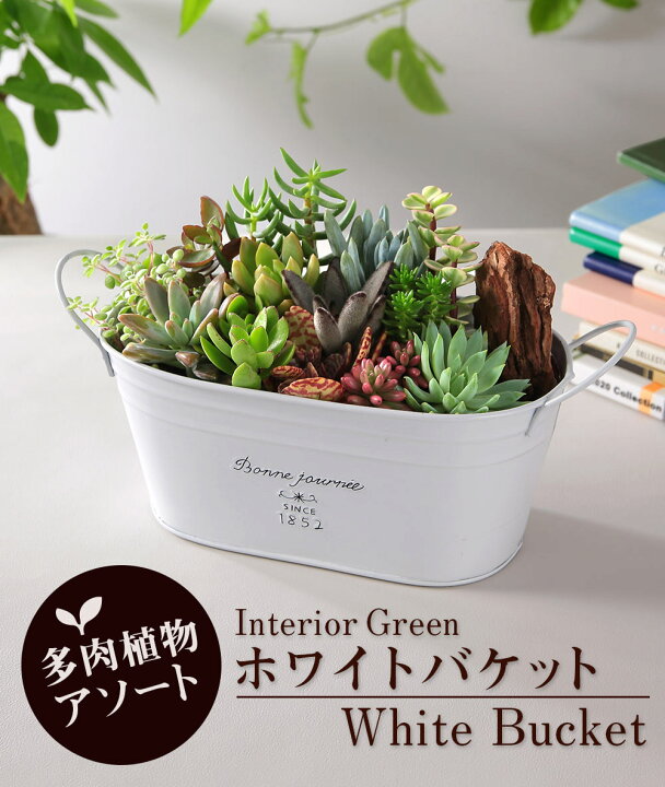 楽天市場 多肉植物 寄せ植え おまかせ多肉アソートm2 送料無料 おしゃれ ブリキ 多肉 観葉植物 インテリア 誕生日プレゼント 誕生日 プレゼント ギフト お祝い bunbun bee 楽天市場 多肉植物 寄せ植え おまかせ多肉アソートm2 送料無料 おしゃれ ブリキ 多肉 観葉植物 インテリア 誕生日プレゼント 誕生日 プレゼント ギフト お祝い bunbun bee