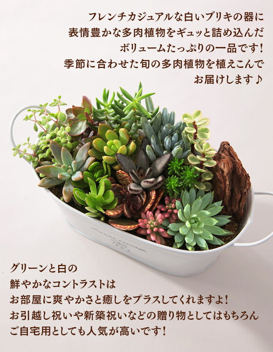 楽天市場 多肉植物 寄せ植え おまかせ多肉アソートm2 送料無料 おしゃれ ブリキ 多肉 観葉植物 インテリア 誕生日プレゼント 誕生日 プレゼント ギフト お祝い bunbun bee 楽天市場 多肉植物 寄せ植え おまかせ多肉アソートm2 送料無料 おしゃれ ブリキ 多肉 観葉植物 インテリア 誕生日プレゼント 誕生日 プレゼント ギフト お祝い bunbun bee