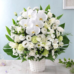 yŒZ ͂ 14܂Łz   {̂܂AWg LL   Mtg v[g t[ Mtg A AW ~ ފ @v { ~   