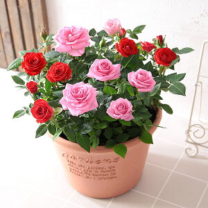 yYnIܗ𑽐z Ԕ o KN ~jo񂹐A tWF  A a Mtg av[g      j v[g j JX