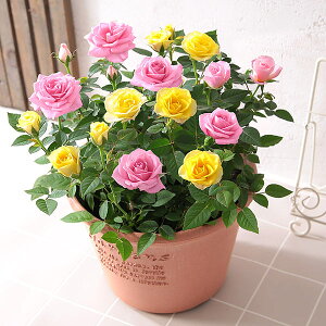 yYnIܗ𑽐z Ԕ o KN ~jo񂹐A tWF  A a Mtg av[g      j v[g j JX