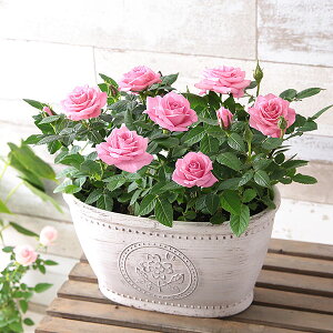 yYnIܗ𑽐z Ԕ o KN ~jo񂹐A Gt[  A a Mtg av[g      j v[g j JX