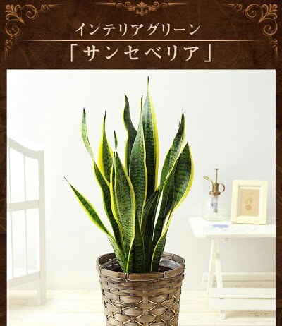 サンセベリア