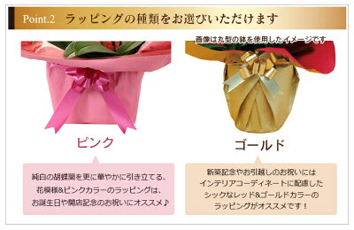 【女性誕生日花鉢生花】お祝い花鉢・ミディ胡蝶蘭「ホワイトキャスケード6本」【還暦結婚プロポーズ歓迎退職誕生日結婚記念日祝い送別開店開店祝花賀寿還暦祝いフラワー】