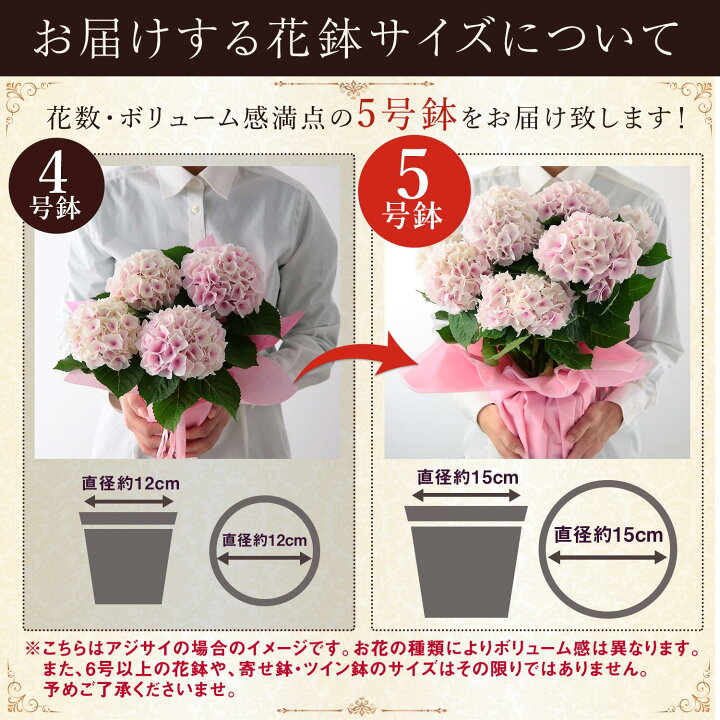 楽天市場 遅れてごめんね 母の日ギフト ご注文から1週間前後のお届け 母の日 プレゼント 花 ギフト 鉢植え アジサイ 寄せ鉢 アレンジ 花束 アレンジメント バラ ユリ カーネーション 楽天総合1位 送料無料 メッセージカード付き イベントギフトa 22 ｂｕｎｂｕｎ